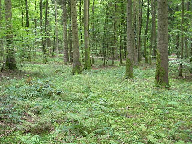 I  Funghi della collina pianeggiante